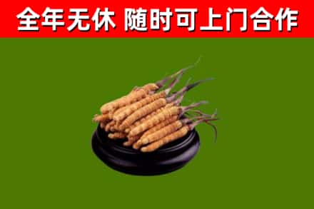尉犁回收散虫草